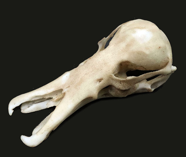 オーストラリアの象徴的な生物、カモノハシの精巧にできた頭部レプリカ(Platypus Skull Replica)(その1)