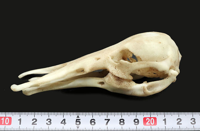 オーストラリアの象徴的な生物、カモノハシの精巧にできた頭部レプリカ(Platypus Skull Replica)(その10)