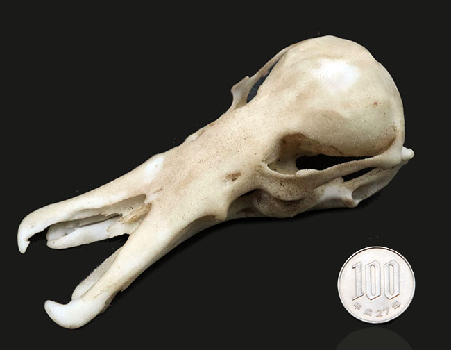 オーストラリアの象徴的な生物、カモノハシの精巧にできた頭部レプリカ(Platypus Skull Replica)(その11)