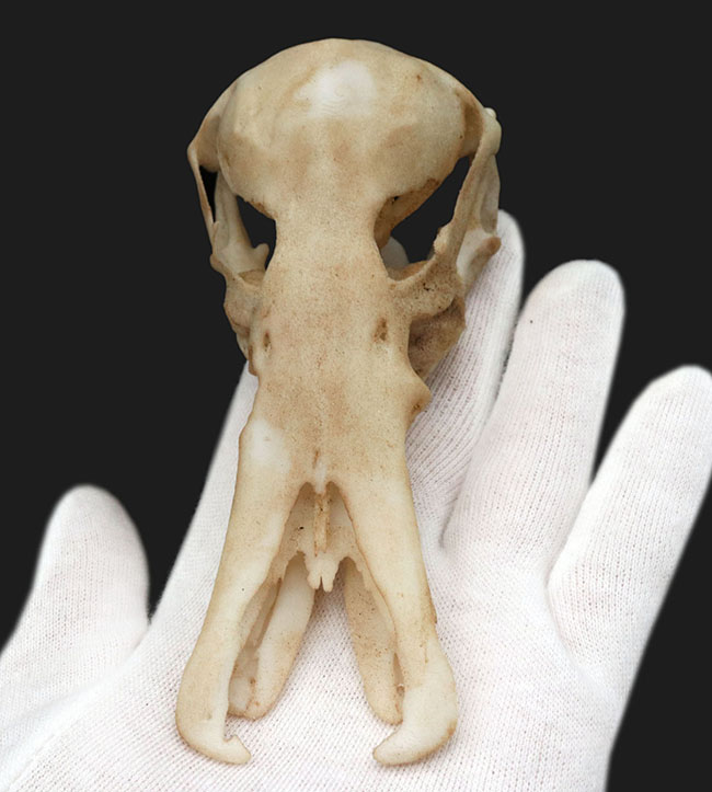 オーストラリアの象徴的な生物、カモノハシの精巧にできた頭部レプリカ（Platypus Skull Replica）（その2）