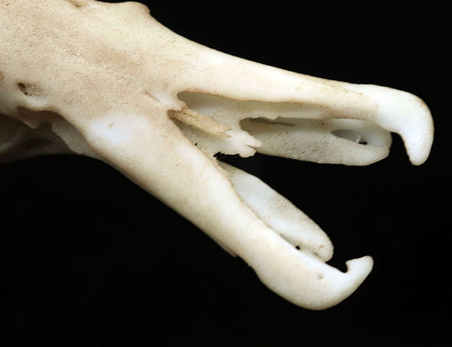 オーストラリアの象徴的な生物、カモノハシの精巧にできた頭部レプリカ(Platypus Skull Replica)(その3)