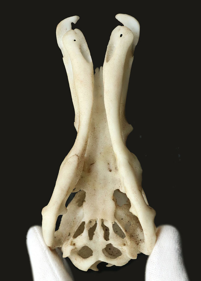 オーストラリアの象徴的な生物、カモノハシの精巧にできた頭部レプリカ(Platypus Skull Replica)(その4)
