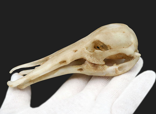 オーストラリアの象徴的な生物、カモノハシの精巧にできた頭部レプリカ(Platypus Skull Replica)(その5)