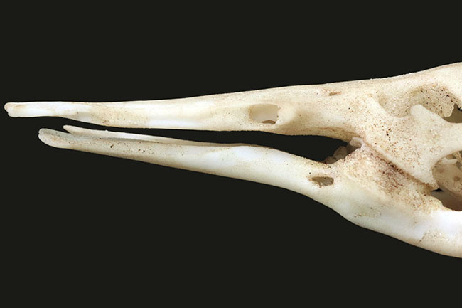 オーストラリアの象徴的な生物、カモノハシの精巧にできた頭部レプリカ（Platypus Skull Replica）（その6）
