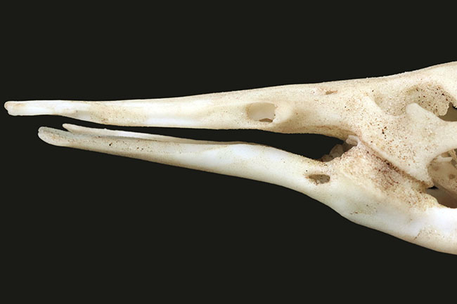 オーストラリアの象徴的な生物、カモノハシの精巧にできた頭部レプリカ(Platypus Skull Replica)(その6)