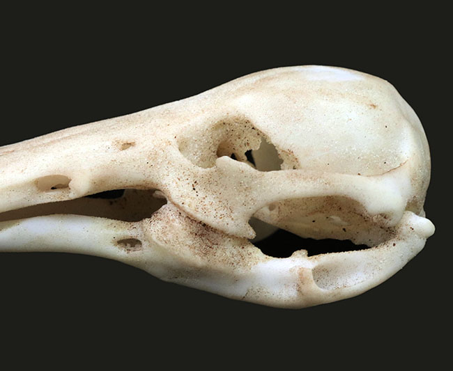 オーストラリアの象徴的な生物、カモノハシの精巧にできた頭部レプリカ(Platypus Skull Replica)(その7)