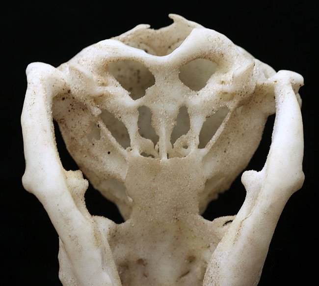 オーストラリアの象徴的な生物、カモノハシの精巧にできた頭部レプリカ(Platypus Skull Replica)(その8)