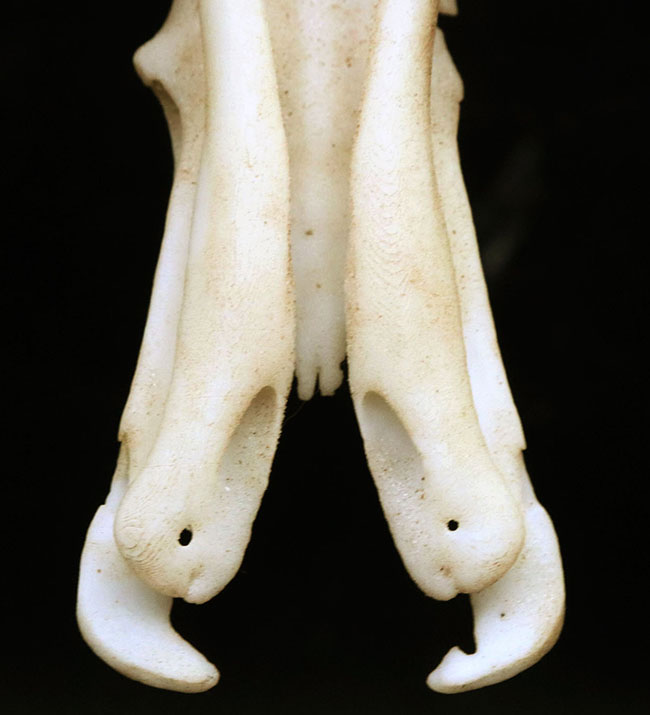 オーストラリアの象徴的な生物、カモノハシの精巧にできた頭部レプリカ(Platypus Skull Replica)(その9)