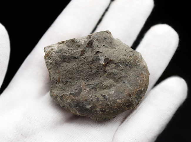 北海道留萌郡小平町産、中生代白亜紀の地層より採集された