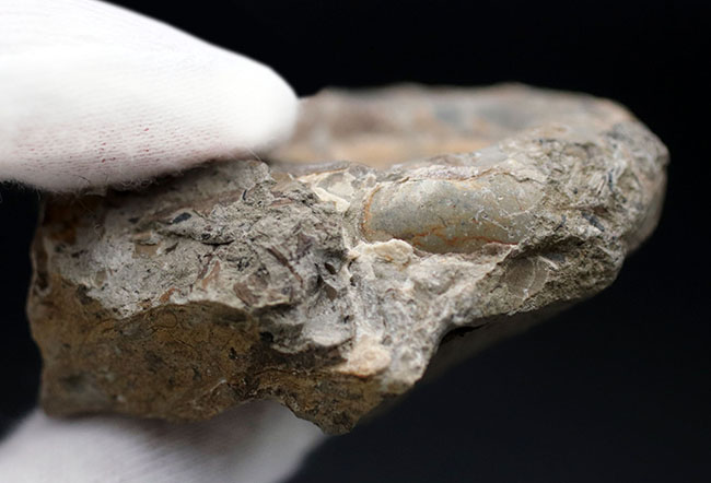 国産化石 北海道小平 251012－7 国産化石 北海道小平 251012－7