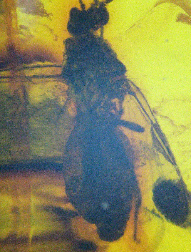 透明度高し！４０００万年前の虫を内包したバルト海産琥珀（Amber）ペンダントトップ（シルバーチェーン、高級ジュエリーケース付き）（その4）