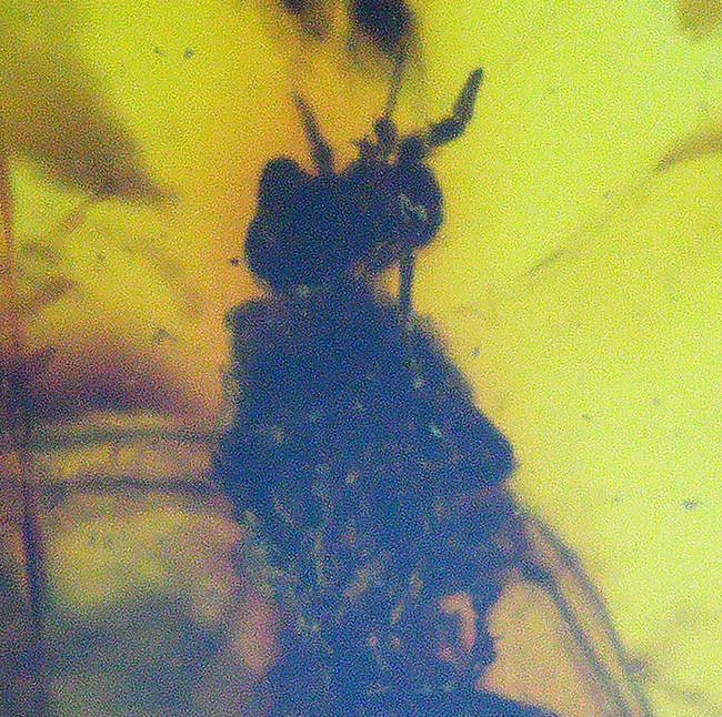 透明度高し！４０００万年前の虫を内包したバルト海産琥珀（Amber）ペンダントトップ（シルバーチェーン、高級ジュエリーケース付き）（その7）
