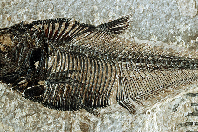 間違いなく「過去一」のサイズと保存状態を誇る、博物館級のオールドコレクション！５０００万年前の絶滅古代魚ディプロミスタスとナイティアの魚化石。専用の木製額装付き（その10）