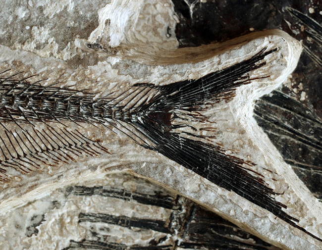 間違いなく「過去一」のサイズと保存状態を誇る、博物館級のオールドコレクション！５０００万年前の絶滅古代魚ディプロミスタスとナイティアの魚化石。専用の木製額装付き（その11）