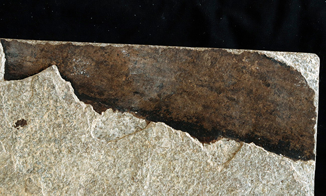 間違いなく「過去一」のサイズと保存状態を誇る、博物館級のオールドコレクション！５０００万年前の絶滅古代魚ディプロミスタスとナイティアの魚化石。専用の木製額装付き（その13）