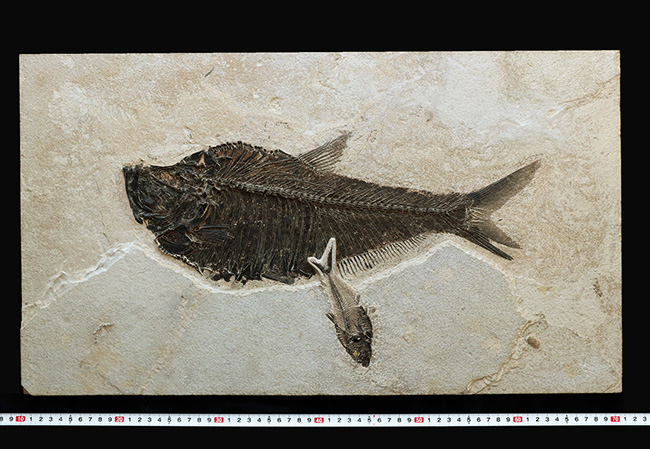 間違いなく「過去一」のサイズと保存状態を誇る、博物館級のオールドコレクション！５０００万年前の絶滅古代魚ディプロミスタスとナイティアの魚化石。専用の木製額装付き（その14）