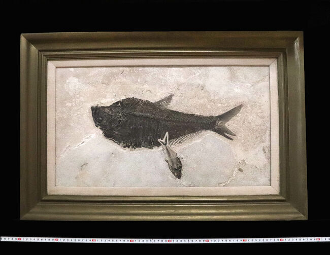 間違いなく「過去一」のサイズと保存状態を誇る、博物館級のオールドコレクション！５０００万年前の絶滅古代魚ディプロミスタスとナイティアの魚化石。専用の木製額装付き（その16）