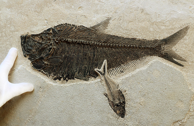間違いなく「過去一」のサイズと保存状態を誇る、博物館級のオールドコレクション！５０００万年前の絶滅古代魚ディプロミスタスとナイティアの魚化石。専用の木製額装付き（その3）