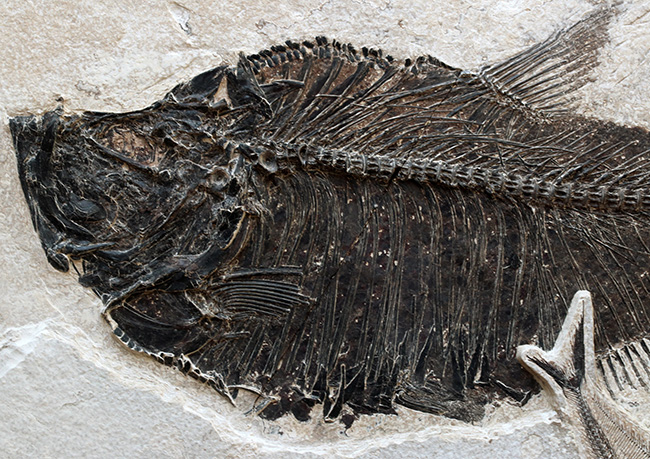 間違いなく「過去一」のサイズと保存状態を誇る、博物館級のオールドコレクション！５０００万年前の絶滅古代魚ディプロミスタスとナイティアの魚化石。専用の木製額装付き（その4）