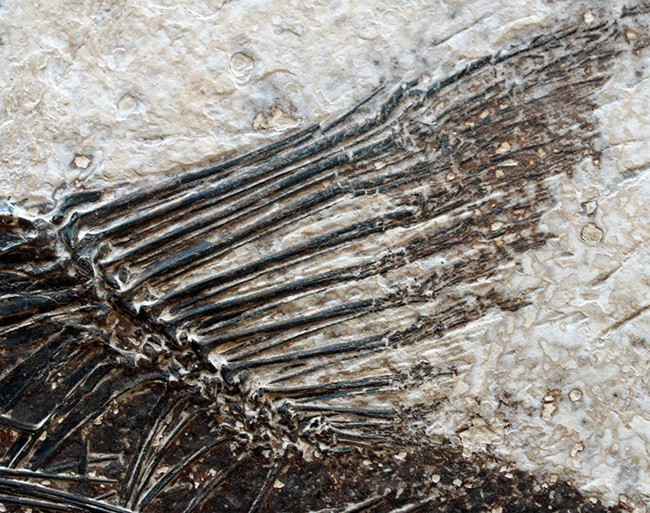 間違いなく「過去一」のサイズと保存状態を誇る、博物館級のオールドコレクション！５０００万年前の絶滅古代魚ディプロミスタスとナイティアの魚化石。専用の木製額装付き（その5）