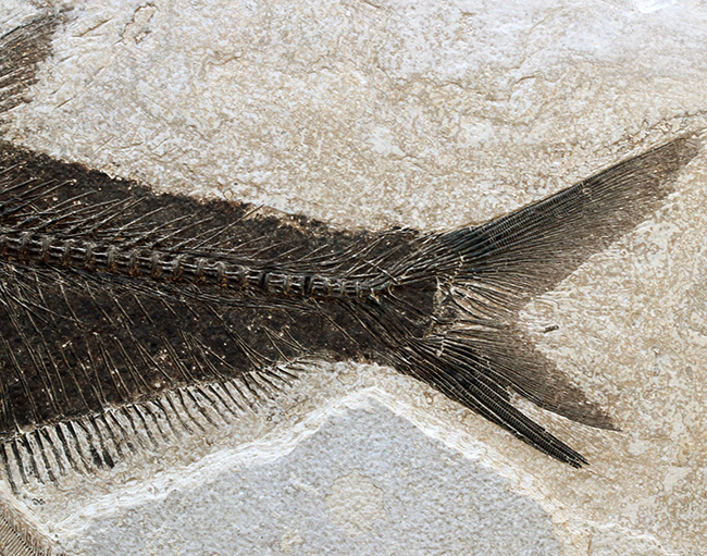 間違いなく「過去一」のサイズと保存状態を誇る、博物館級のオールドコレクション！５０００万年前の絶滅古代魚ディプロミスタスとナイティアの魚化石。専用の木製額装付き（その7）