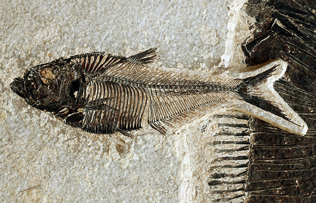 間違いなく「過去一」のサイズと保存状態を誇る、博物館級のオールドコレクション！５０００万年前の絶滅古代魚ディプロミスタスとナイティアの魚化石。専用の木製額装付き（その8）