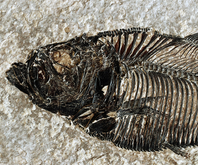 間違いなく「過去一」のサイズと保存状態を誇る、博物館級のオールドコレクション！５０００万年前の絶滅古代魚ディプロミスタスとナイティアの魚化石。専用の木製額装付き（その9）