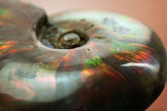 チャンスプライスで登場。このサイズでこのビビッドな輝き!イリデッセンス(iridescence)アンモナイト、クレオニセラス(その12)