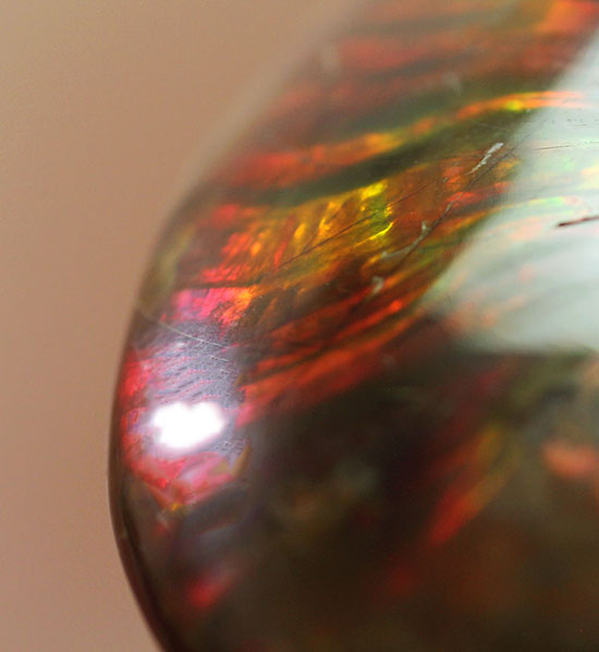 チャンスプライスで登場。このサイズでこのビビッドな輝き!イリデッセンス(iridescence)アンモナイト、クレオニセラス(その2)