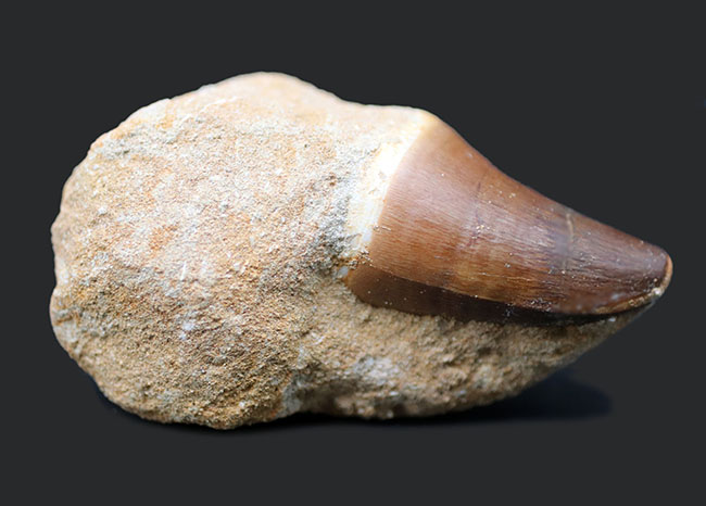 分厚い！美しい！ナチュラル！コレクショングレードの母岩付きモササウルス（Mosasaurus）の歯化石（その2）