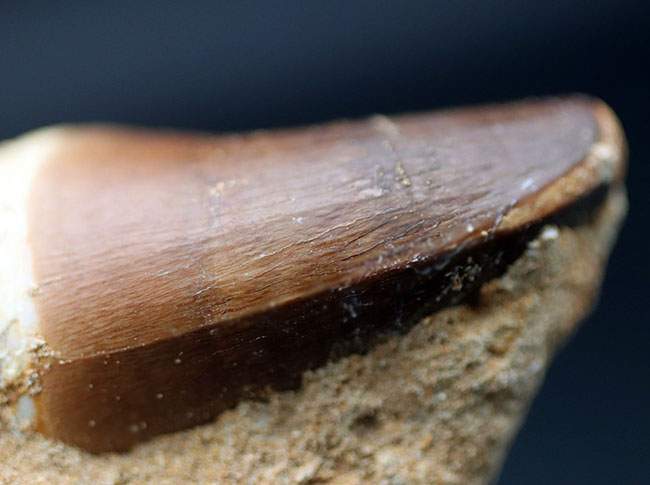 モササウルス 母岩付き標本 極美麗 特大 56mm thumbnail2.webp