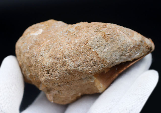 モササウルス　母岩付き標本　極美麗　特大　56mm モササウルス 母岩付き標本 極美麗 特大 56mm 楽天市場】モササウルス