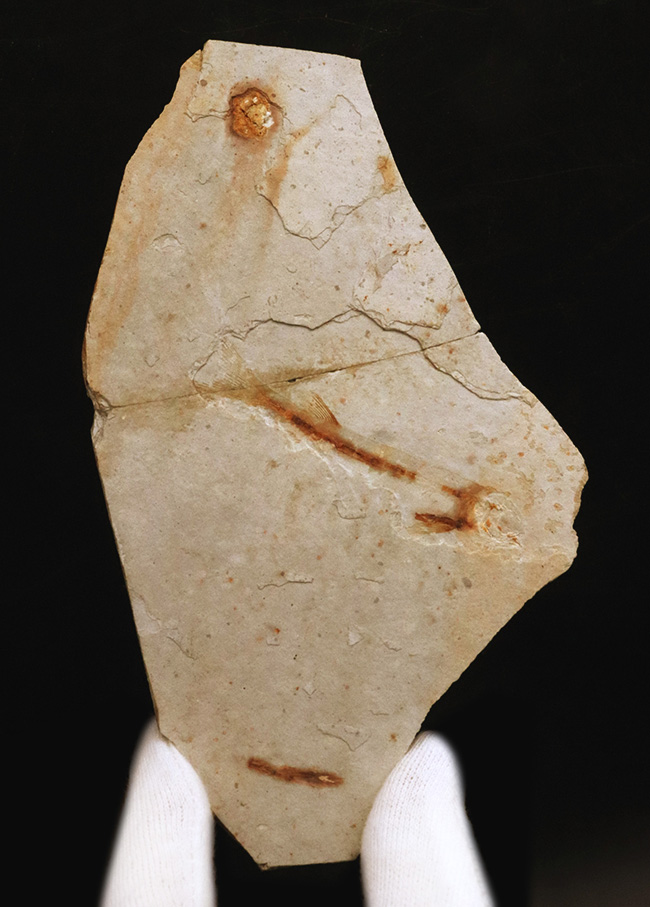 釉薬なしの自然な味わい!恐竜時代の絶滅古代魚、リコプテラ(Lycoptera)の化石(その1)