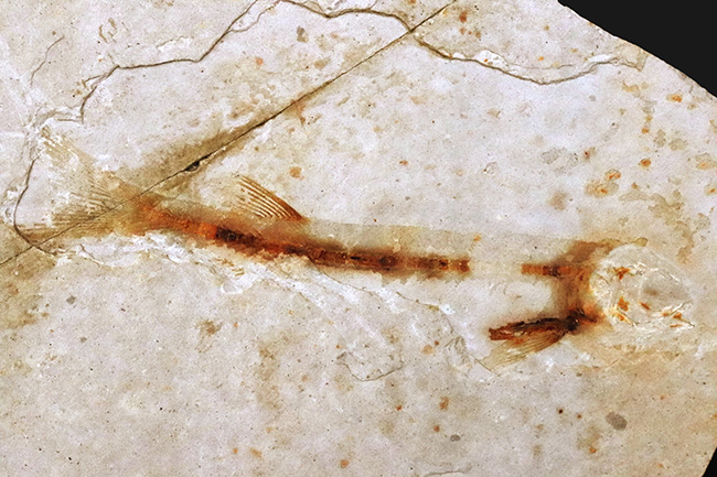 釉薬なしの自然な味わい!恐竜時代の絶滅古代魚、リコプテラ(Lycoptera)の化石(その2)