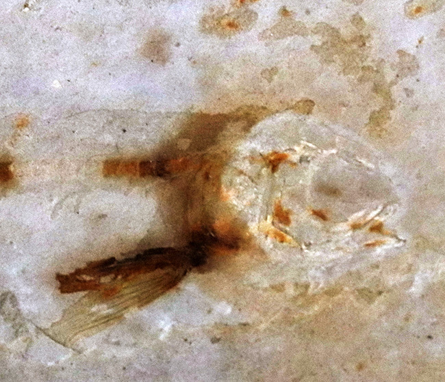 釉薬なしの自然な味わい!恐竜時代の絶滅古代魚、リコプテラ(Lycoptera)の化石(その3)