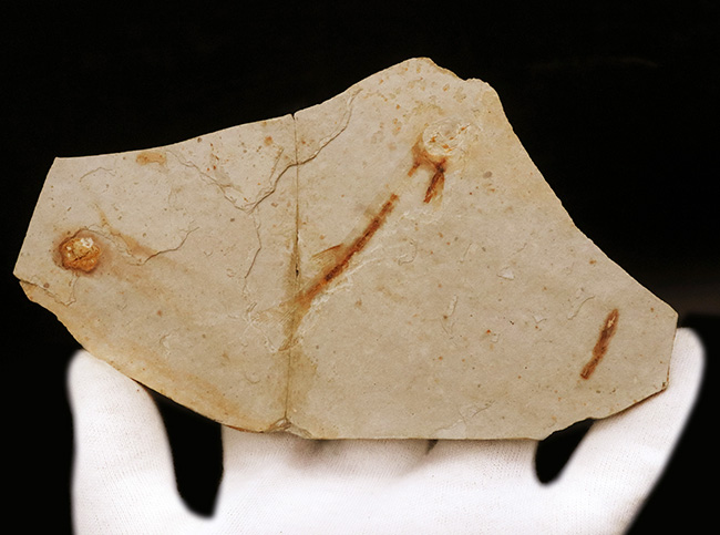 釉薬なしの自然な味わい!恐竜時代の絶滅古代魚、リコプテラ(Lycoptera)の化石(その5)
