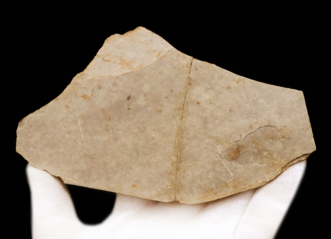 釉薬なしの自然な味わい!恐竜時代の絶滅古代魚、リコプテラ(Lycoptera)の化石(その6)
