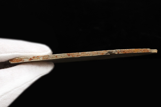釉薬なしの自然な味わい!恐竜時代の絶滅古代魚、リコプテラ(Lycoptera)の化石(その7)