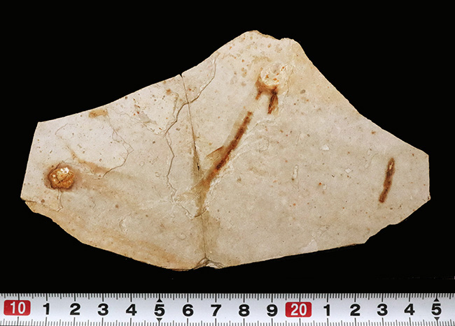 釉薬なしの自然な味わい!恐竜時代の絶滅古代魚、リコプテラ(Lycoptera)の化石(その8)