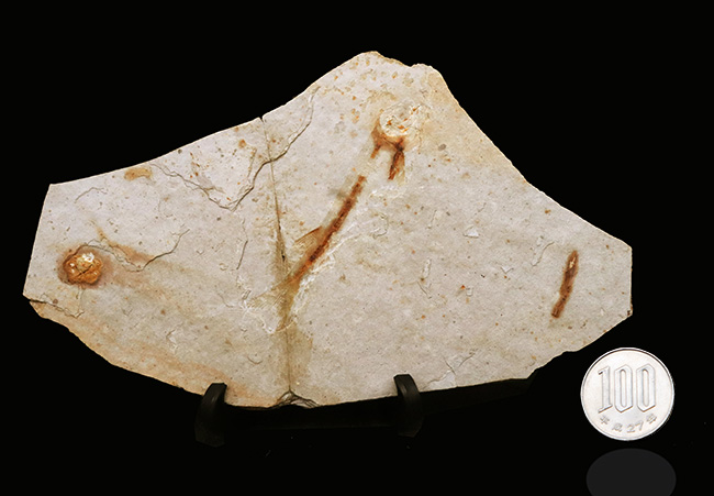 釉薬なしの自然な味わい!恐竜時代の絶滅古代魚、リコプテラ(Lycoptera)の化石(その9)