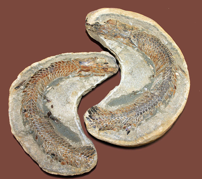 オールドコレクション！ネガ・ポジ両方揃った白亜紀のブラジル産古代魚の化石。見た目のインパクト大。（その1）