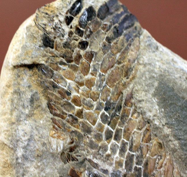 オールドコレクション！ネガ・ポジ両方揃った白亜紀のブラジル産古代魚の化石。見た目のインパクト大。（その10）