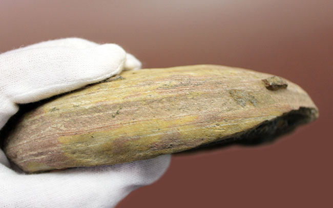 オールドコレクション！ネガ・ポジ両方揃った白亜紀のブラジル産古代魚の化石。見た目のインパクト大。（その12）