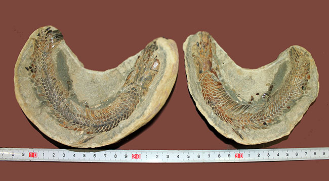 オールドコレクション！ネガ・ポジ両方揃った白亜紀のブラジル産古代魚の化石。見た目のインパクト大。（その13）