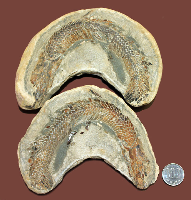 オールドコレクション！ネガ・ポジ両方揃った白亜紀のブラジル産古代魚の化石。見た目のインパクト大。（その14）