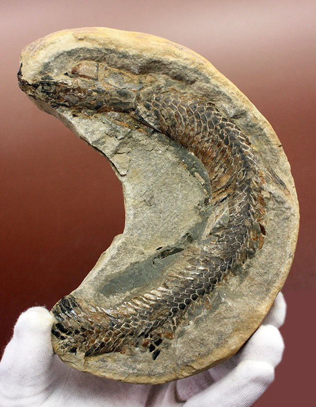 オールドコレクション!ネガ・ポジ両方揃った白亜紀のブラジル産古代魚の化石。見た目のインパクト大。(その2)