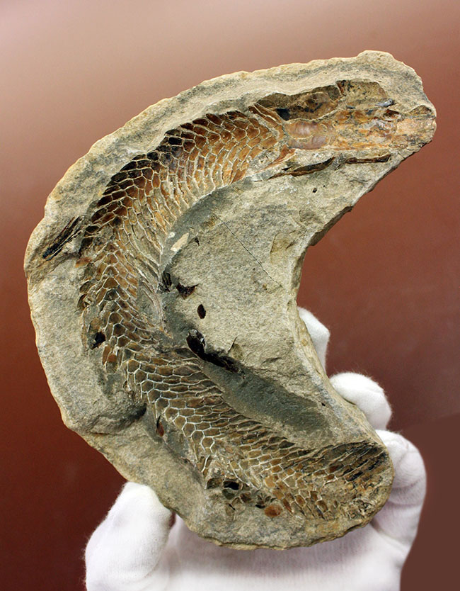オールドコレクション！ネガ・ポジ両方揃った白亜紀のブラジル産古代魚の化石。見た目のインパクト大。（その3）