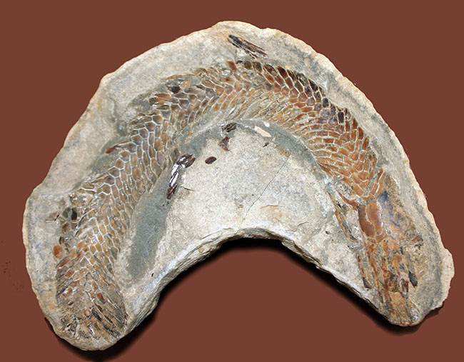 オールドコレクション！ネガ・ポジ両方揃った白亜紀のブラジル産古代魚の化石。見た目のインパクト大。（その4）
