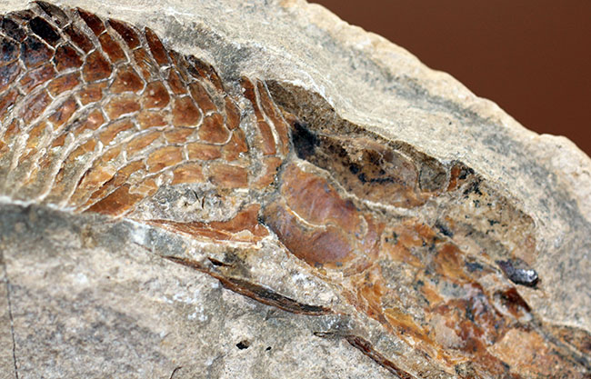 オールドコレクション！ネガ・ポジ両方揃った白亜紀のブラジル産古代魚の化石。見た目のインパクト大。（その5）