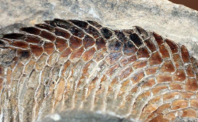 オールドコレクション！ネガ・ポジ両方揃った白亜紀のブラジル産古代魚の化石。見た目のインパクト大。（その6）